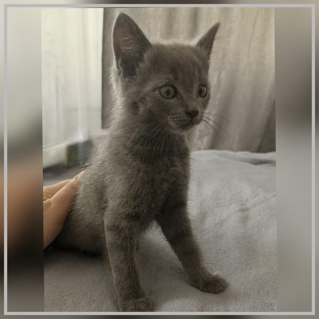 Котик в добрые руки!
Малыш здоров, неприхотлив в еде, п?...