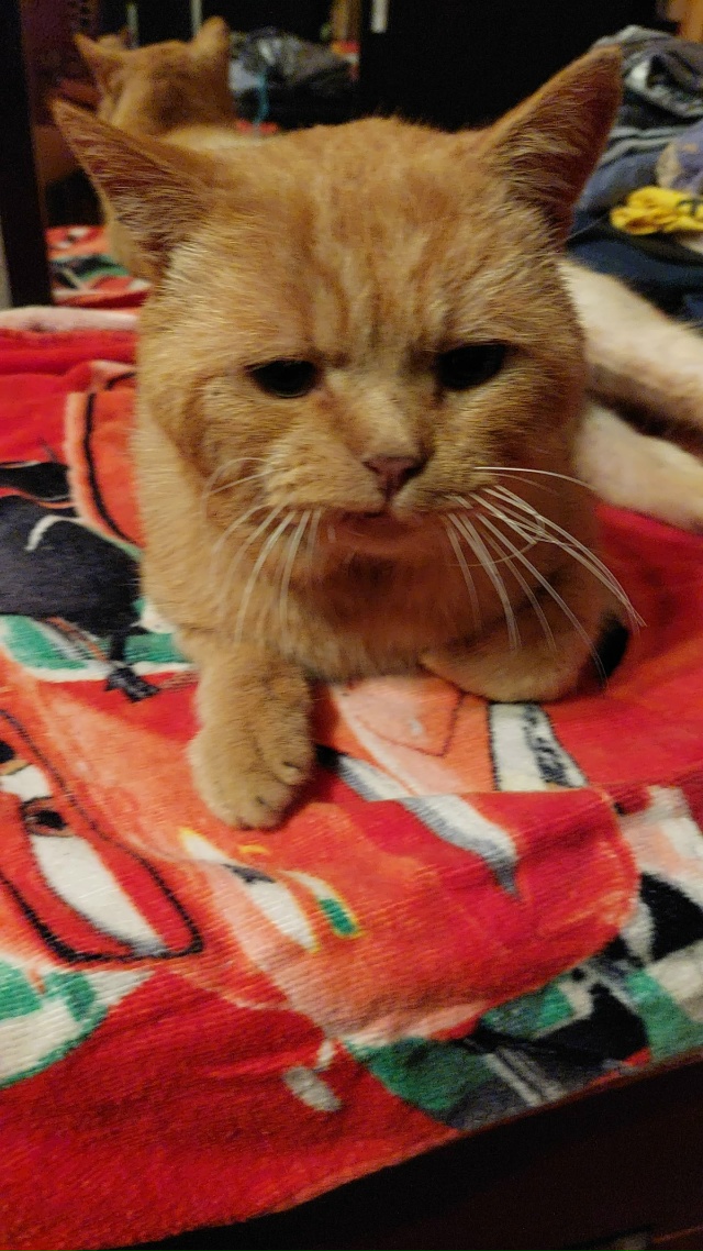 Уважаемые любители чужих котиков из с. Белые Колодези. ...