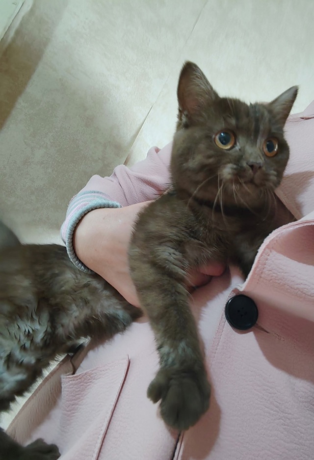 Чей котёнок? Видимо собаки загнали на дерево во дворе н...