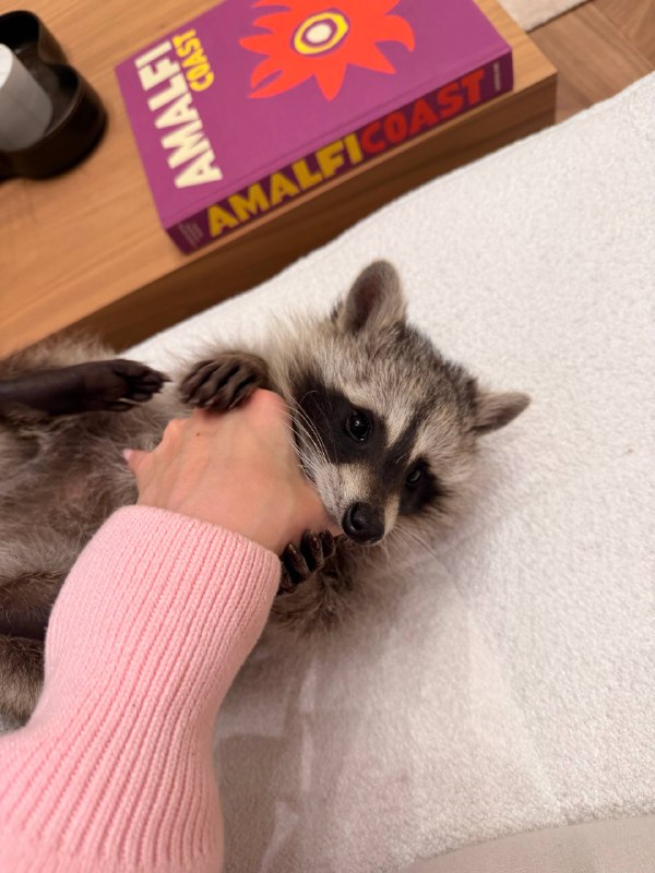 This is the cutest thing I’ve seen recently 🫠💘🦝