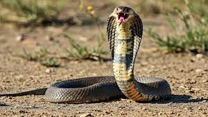 Королевская кобра, одна из самых крупных ядовитых змей...