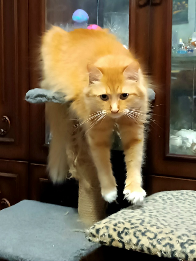 Персия. Состояние нестояния.. 🥰