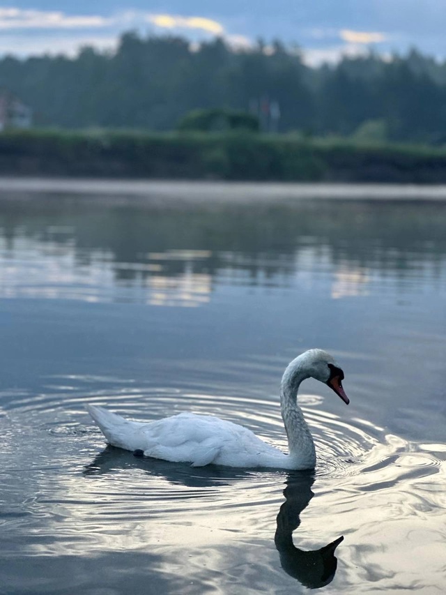 🦢Красивый лебедь в Брянской области