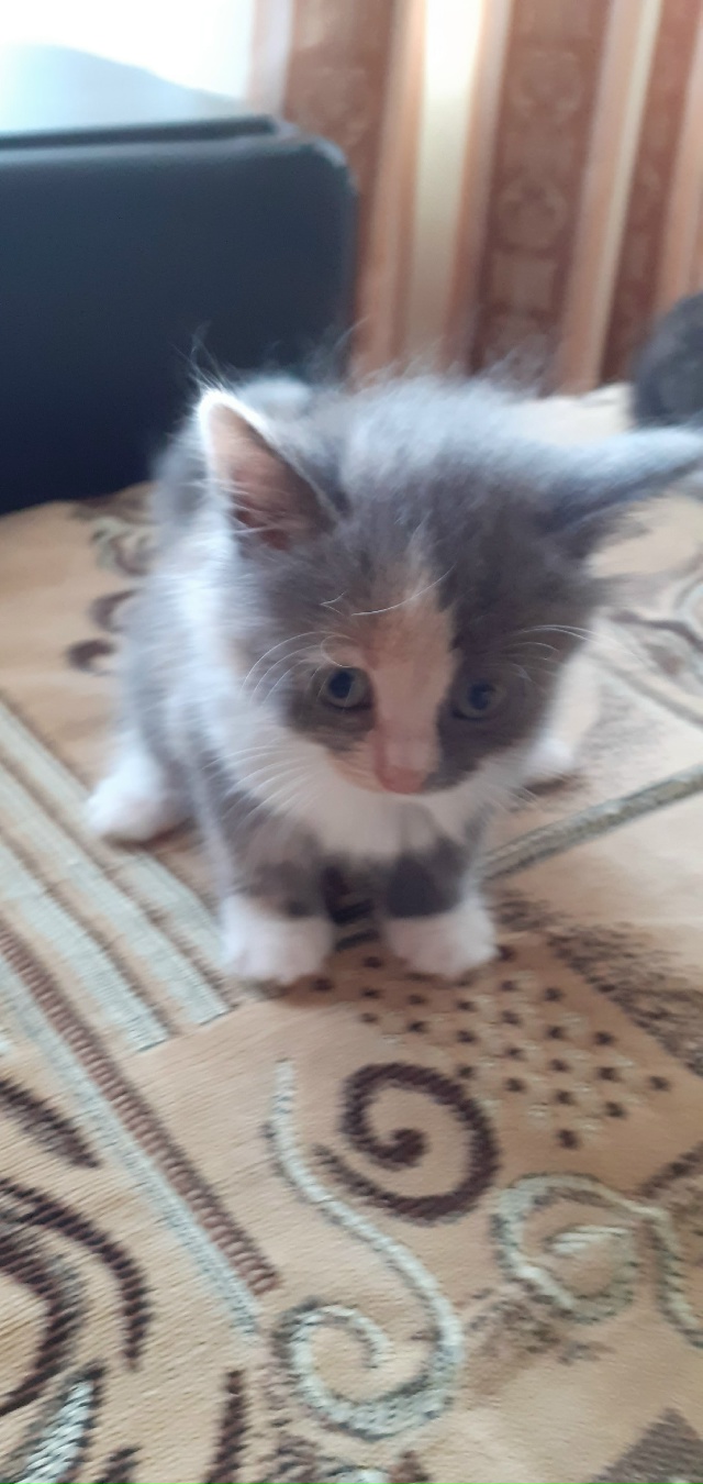 Отдам котят в хорошие руки. 2 кошечки и котик, к лотку пр...