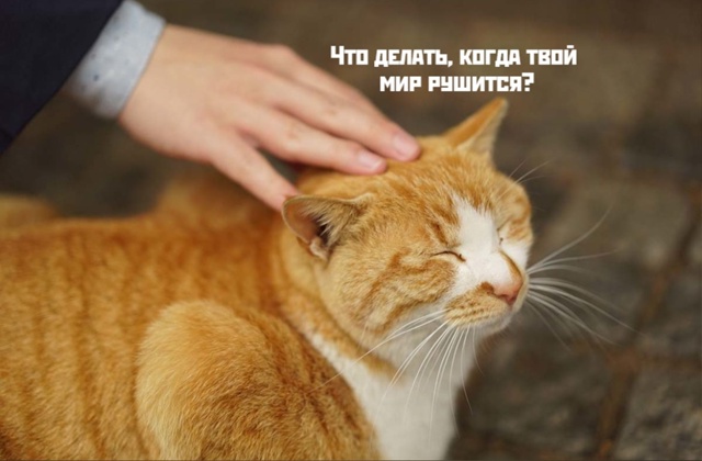 Коты-самое лучшее лекарство❤