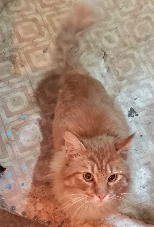 Ищем самых лучших хозяев для рыжего красавчика Степан?...