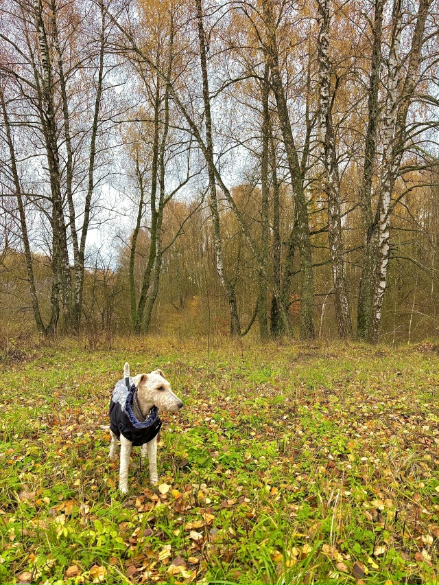 Недалеко от Толмачево
🍂 🐶