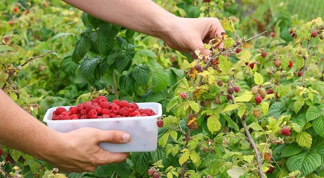 24.07.2025 четверг Маршила рыбалка 81Д
Пересечение Лепатов?...