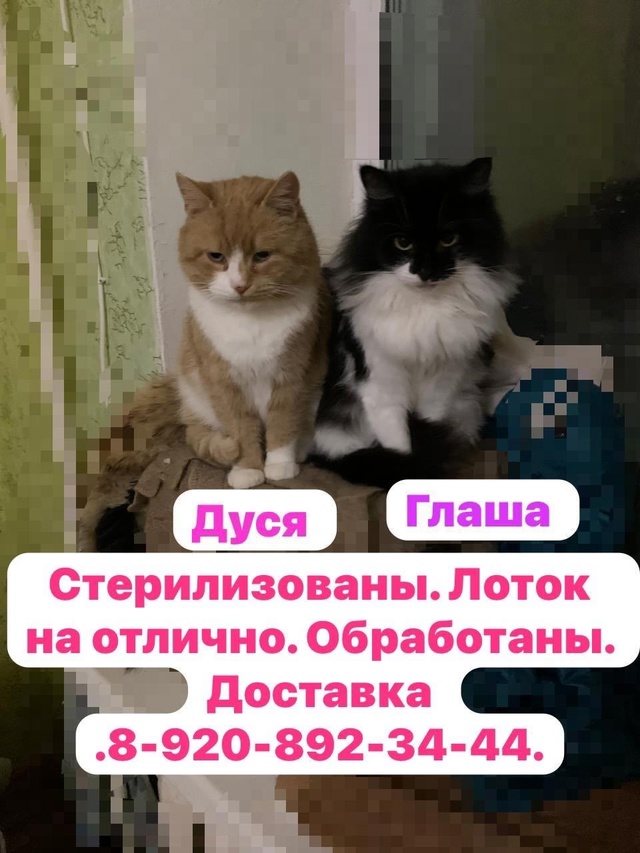 Киров Калужской области.
Шикарные кошечки в добрые ру?...