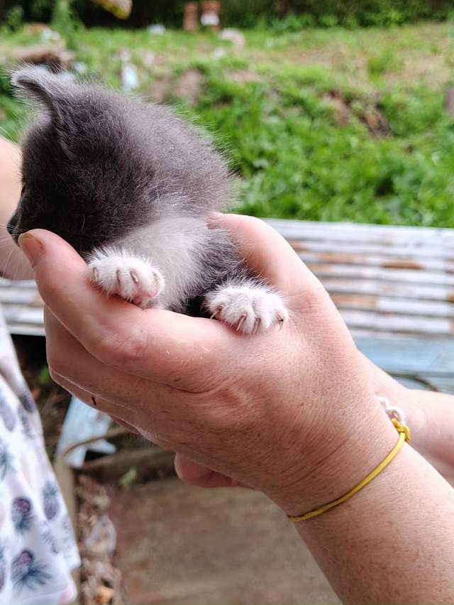 Отдам в добрые руки! 3 девочки.