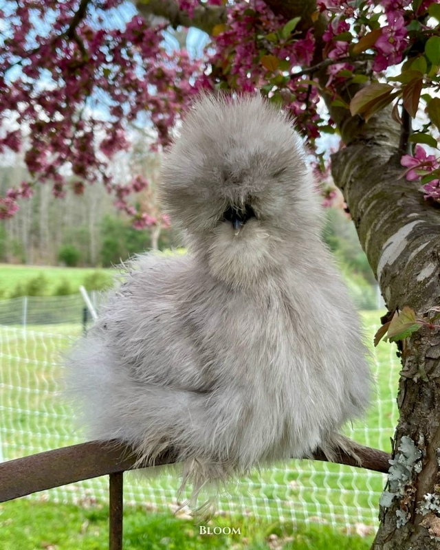 Это китайские шёлковые курочки — одна из самых необыч?...