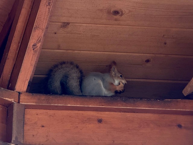 Милые обитательницы Дулевского парка уже сменили шубк...