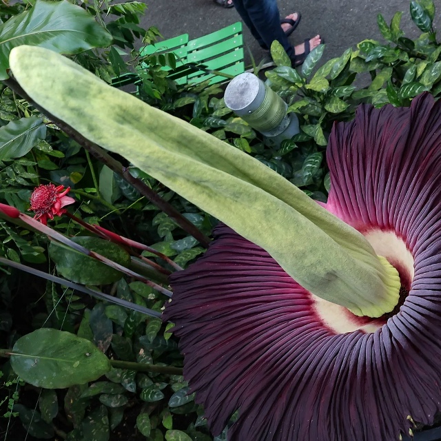 В Ботаническом саду Германии пропал аморфофаллус тита...