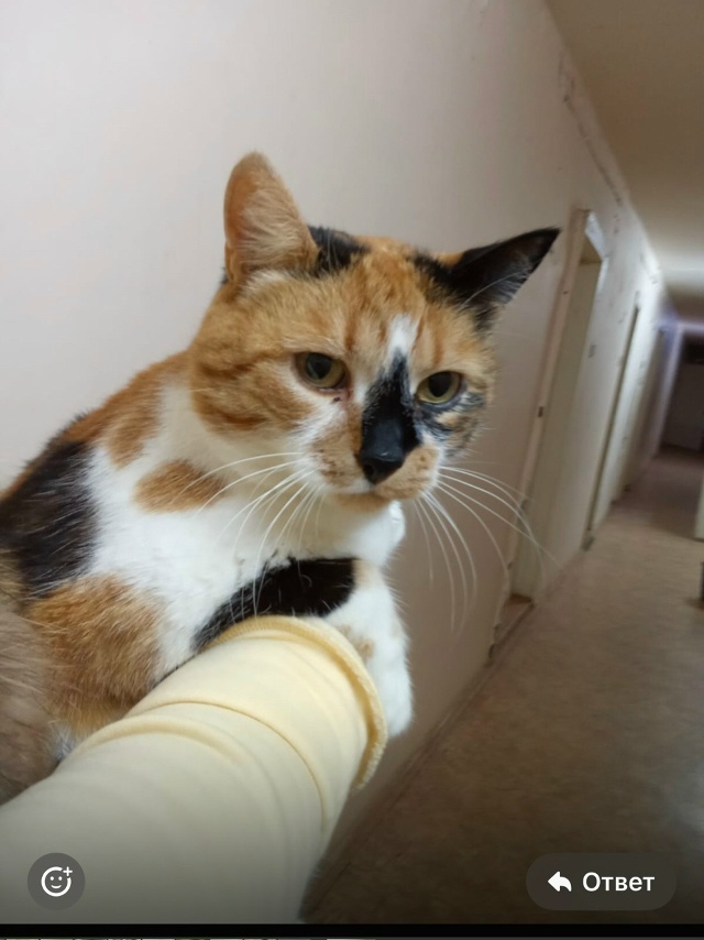 Срочно ищем дом!!!
Кошка жила на предприятии в кабинете,...