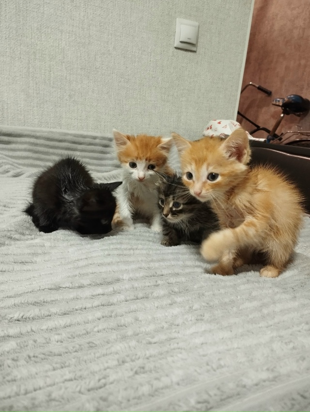 Отдам котят в добрые руки, сегодня муж на трассе случай...