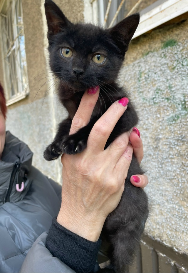 Здравствуйте опубликуйте пожалуйста, нашли маленьког?...