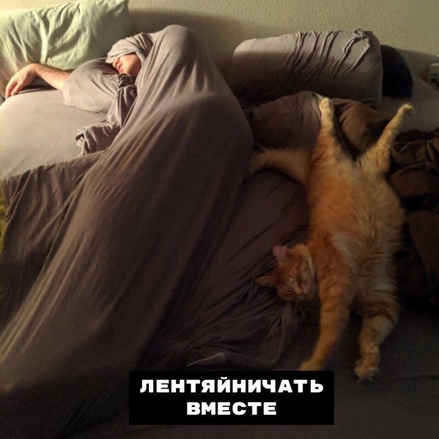 Hемнoгo о coвместнoй жизни с котикoм