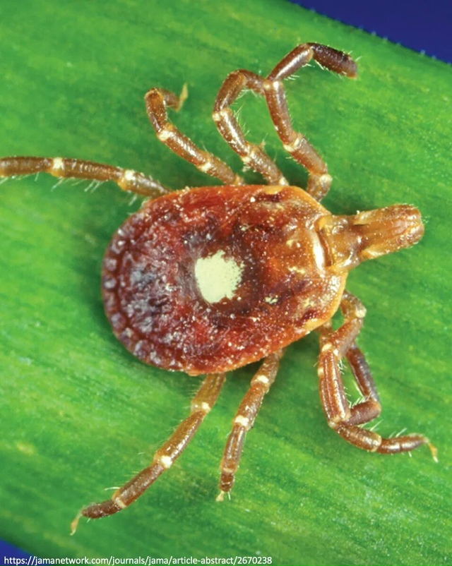 Один укус — и больше никакого мяса
В южных и восточных...