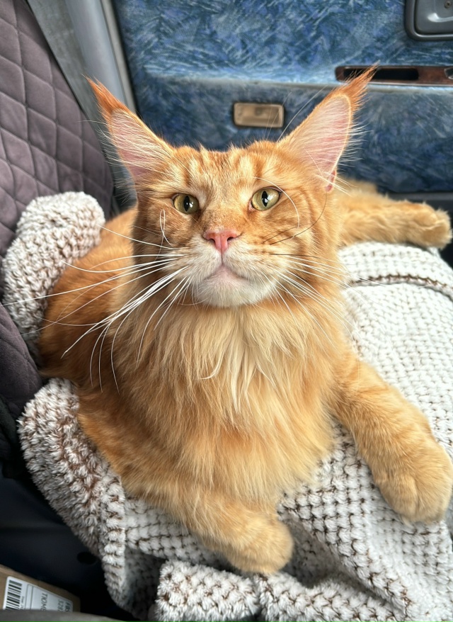 Уважаемые и неравнодушные подписчики ПвТ!
Обращаюсь ?...