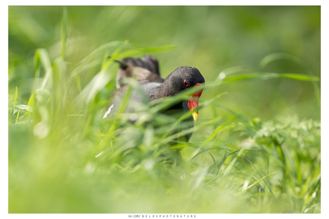 Камышница (болотная курочка) кормилась в травяном поле...
