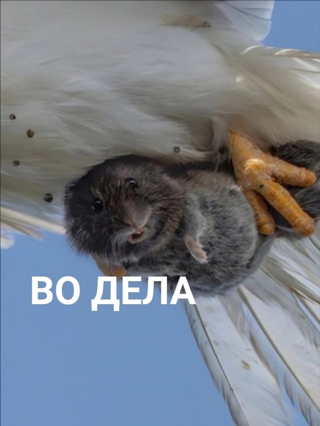 Фотограф поймал кадр всей жизни — испуганная полёвка ?...