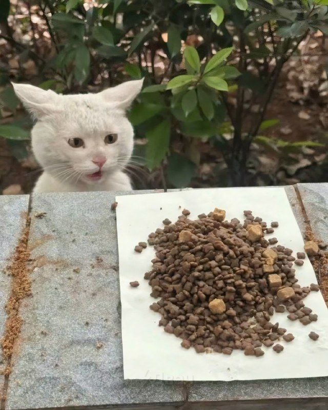 Китаянка частенько подкармливает бездомного кота, а тот каждый раз искренне в шоке от халявной еды