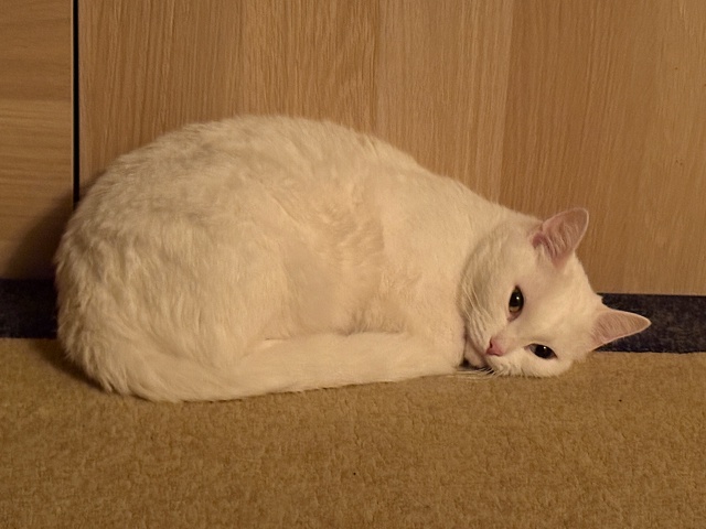 Когда решила поспать, а сон ни на левом ни на правом бок...