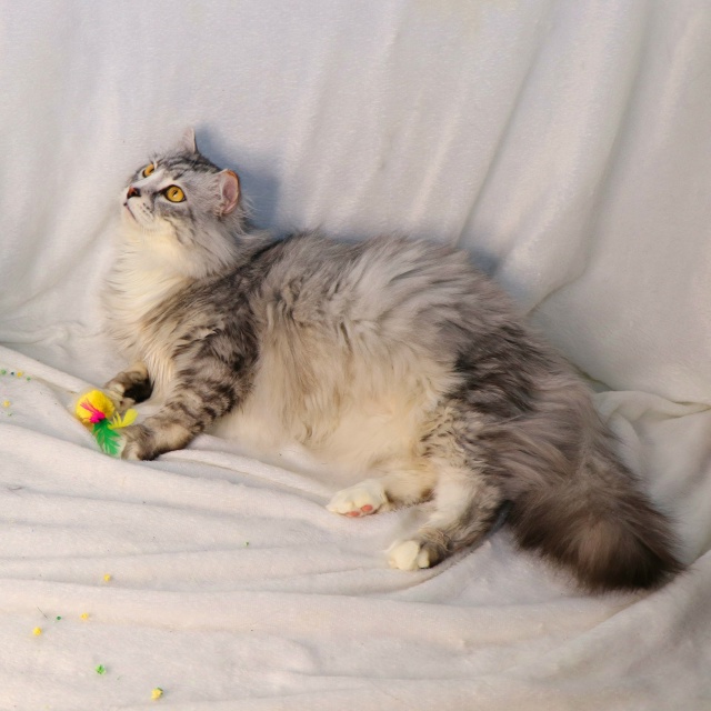 Витас⭐️шикарный крупный кот с наикрасивейшей шевелю?...