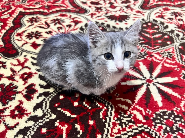 Срочно котята ищут дом девочка и мальчик 1 месяц им оче...