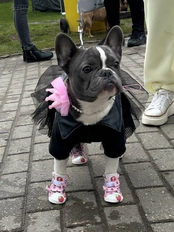 Мимиметр зашкаливает: в Воронцовском парке Москвы устроили парад французских бульдогов.
Пёсики в на