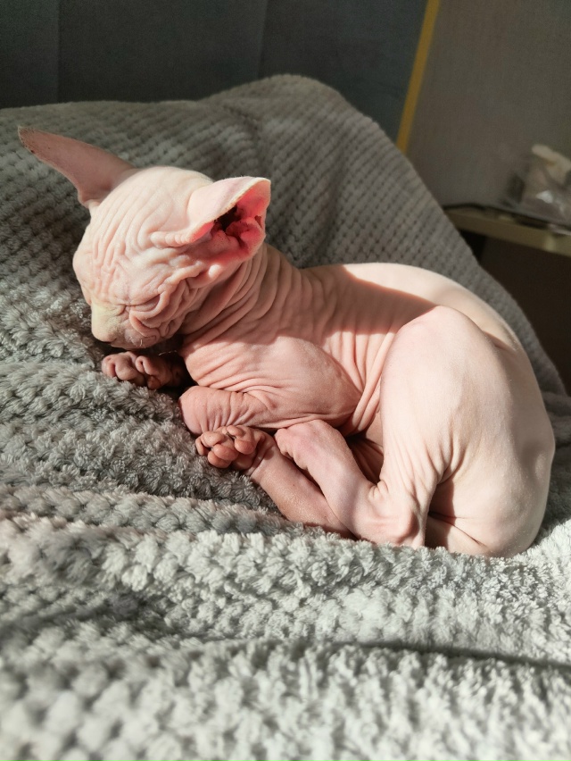 #сфинксМасяня
Наше маленькое лысое чудо,любит кушать,б...