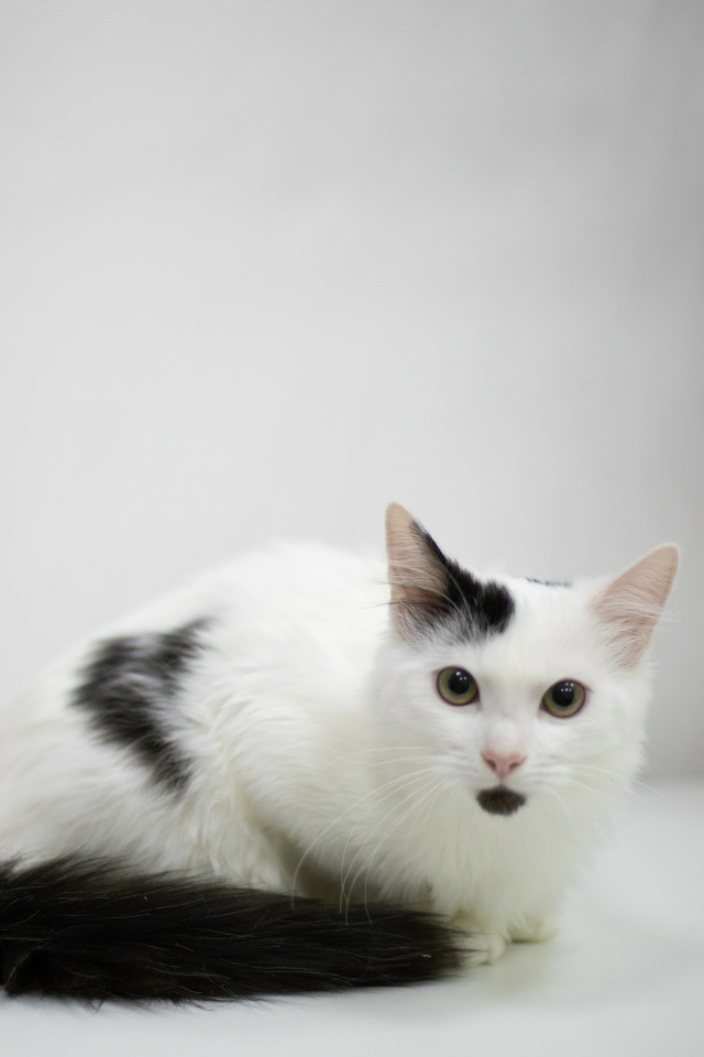 Молодой котик в поисках Дома
Беленького котика Прошу...