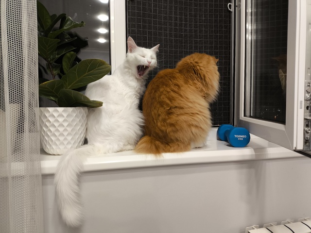 #КотянСутоевич и Цицерон сидят, пердят