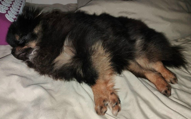 Срочно нужна помощь ❗️❗️❗️
Пропала маленькая собак...