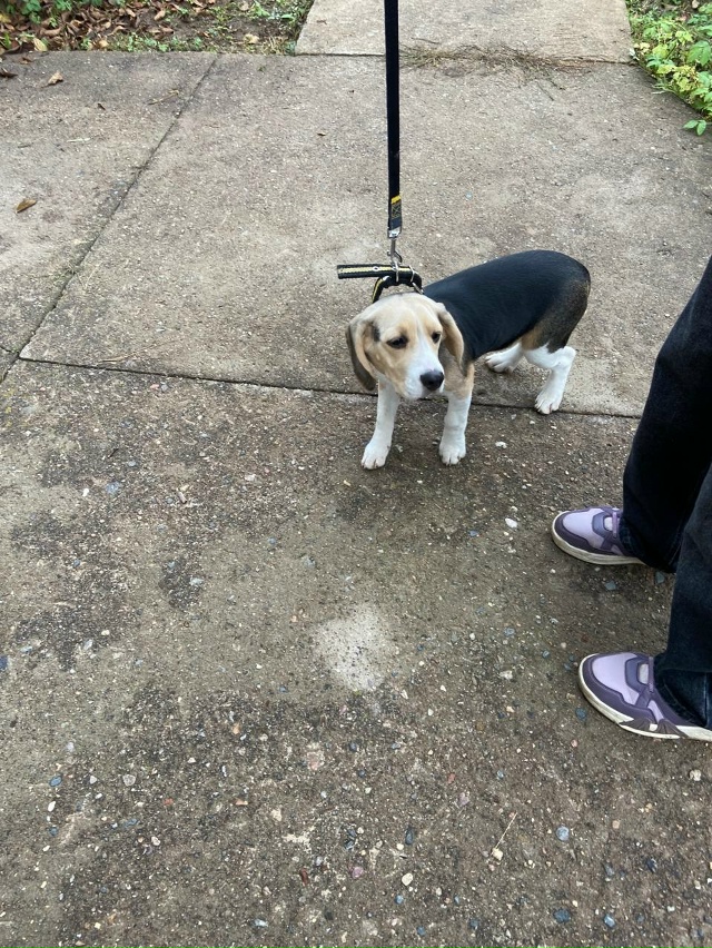 Фото 1. Может, кто узнает свою собачку? Дочке женщина ск?...