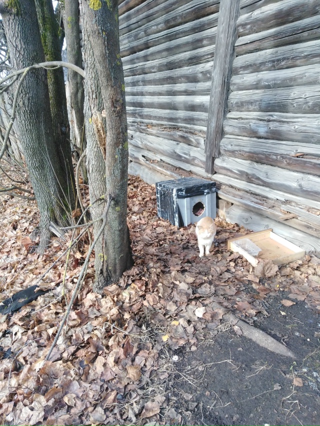 Пропадает котик, не знаю, откуда он появился, но живёт в...