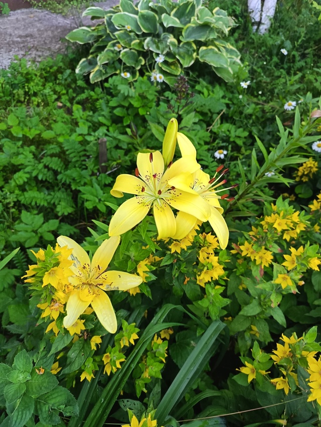 Доброго дня!
Какже приятно пройтись, мимо этого творен...