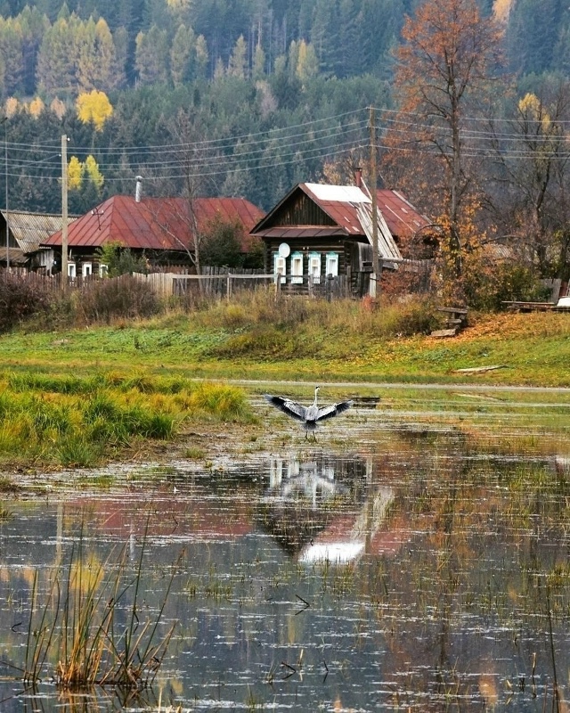 Редкая удача — запечатлеть цаплю в объективе! ?
Сукс?...