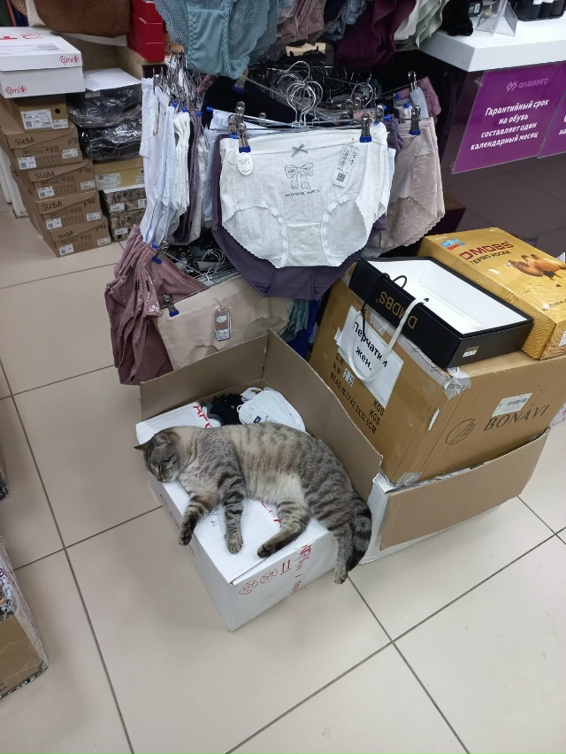 Работники магазина сказали, что этот котяра периодиче?...