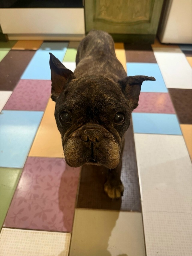 Французский бульдог ,пожилой,плохо видит и слышит поте...