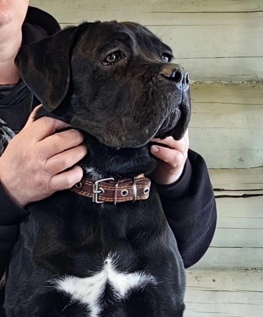 ?Продаются щенки кане корсо – элитные крови, идеальн?...