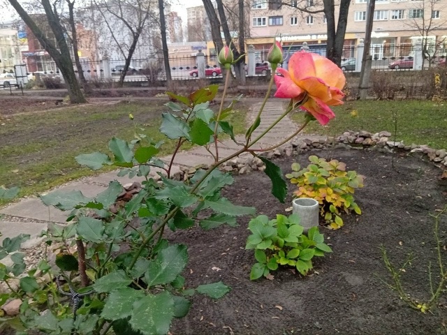 В Орехово-Зуеве, в усадьбе Оглоблина, произошло необыч?...