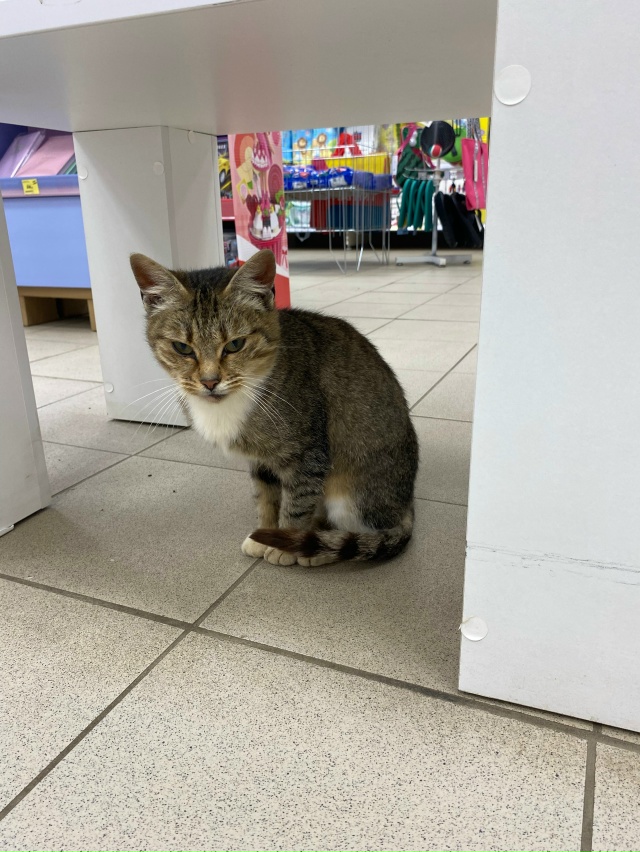 Всем доброе утро , друзья!
Может кто потерял кошечку ????...