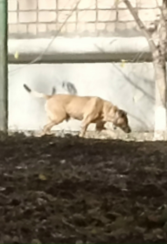 Может кто потерял собакена? Бегает в районе 60кв-л. Ошей?...