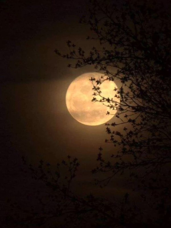 Девочки, уже завтра в Москве можно будет увидеть бобровое СУПЕРЛУНИЕ — оно станет самым ярким в этом