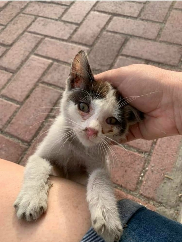 #Безкота_добро
Спасли котея из двигателя автомобиля. З...