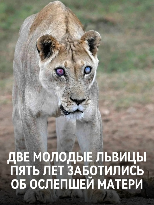 Старую львицу звали Джози, на момент смерти ей было 17 л?...