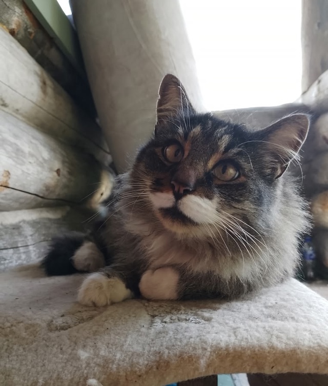 Мои любимые котики. Дворянин Косыгин 9 лет, и Черномырд?...
