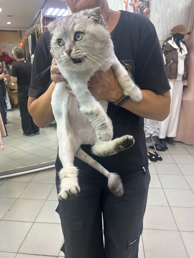 Срочно, нашли кота. Ухожен, подстрижен. Испуган.
Улица К...