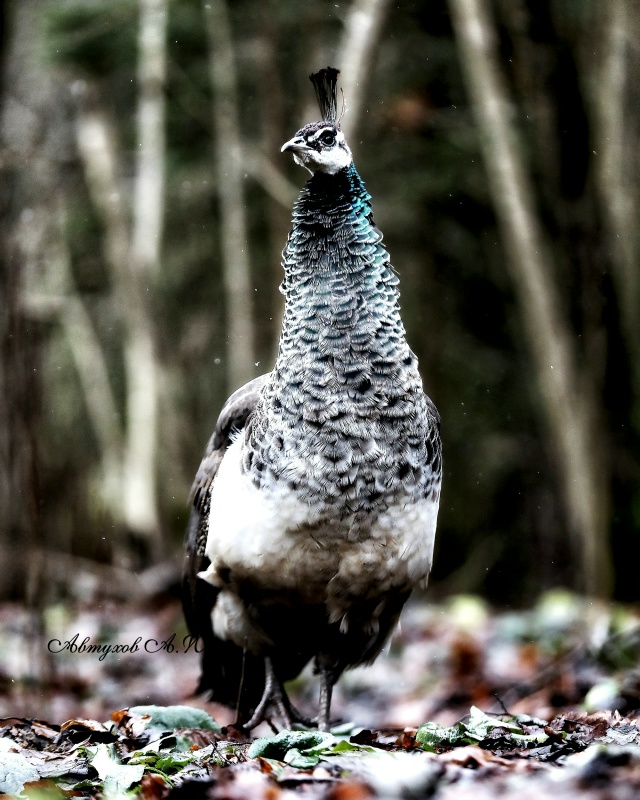 Сегодня заглянул в Подмосковный Сафари‑парк — и, каже...